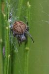 Agalenatea redii