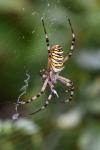 Argiope bruennichi