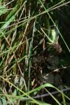 Argiope bruennichi