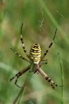Argiope bruennichi