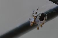 Araneus marmoreus