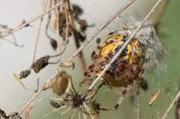 Araneus marmoreus
