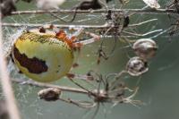 Araneus marmoreus