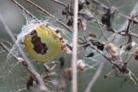 Araneus marmoreus