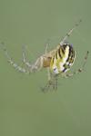 Mangora acalypha