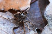 Araneus angulatus