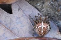Araneus diadematus