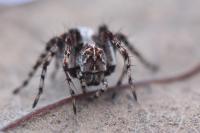 Oxyopes