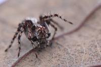 Oxyopes