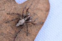 Oxyopes