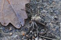 Philodromus margaritatus