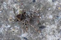 Araneus angulatus