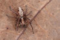 Oxyopes