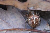 Araneus diadematus