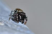 Heliophanus kochii