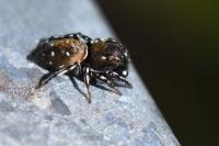 Heliophanus kochii