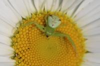 Ebrechtella tricuspidata