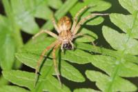 Philodromus