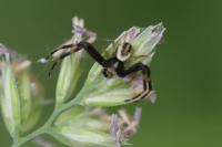 Misumena vatia