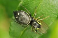 Heliophanus cupreus