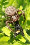 Xysticus