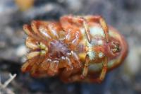 Araniella displicata