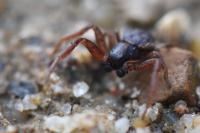 Ozyptila atomaria