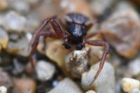 Ozyptila atomaria