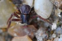 Ozyptila atomaria