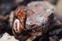 Araniella displicata
