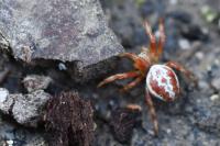 Araniella displicata