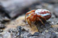Araniella displicata