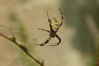 Argiope bruennichi