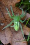 Micrommata virescens