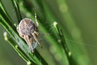 Agalenatea redii