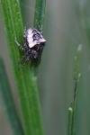 Gibbaranea bituberculata