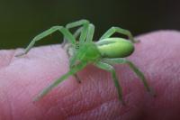 Micrommata virescens