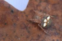 Araneus