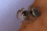 Macaroeris nidicolens