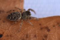 Macaroeris nidicolens