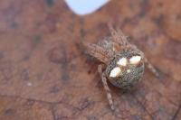 Araneus