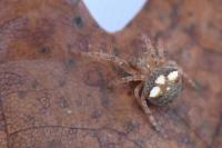 Araneus