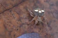 Araneus