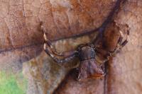 Pistius truncatus