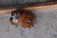 Ero tuberculata