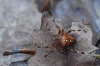 Araneus diadematus