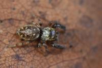Macaroeris nidicolens