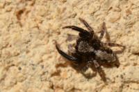 Pseudeuophrys lanigera