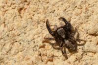 Pseudeuophrys lanigera
