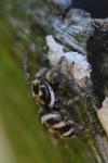 Salticus scenicus